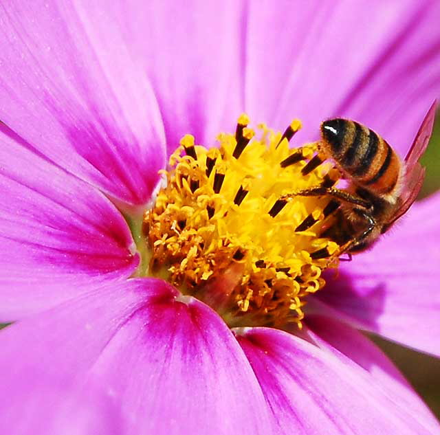 Shasta Daisy with Bee