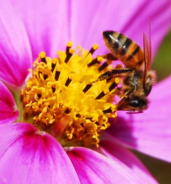 Shasta Daisy with Bee