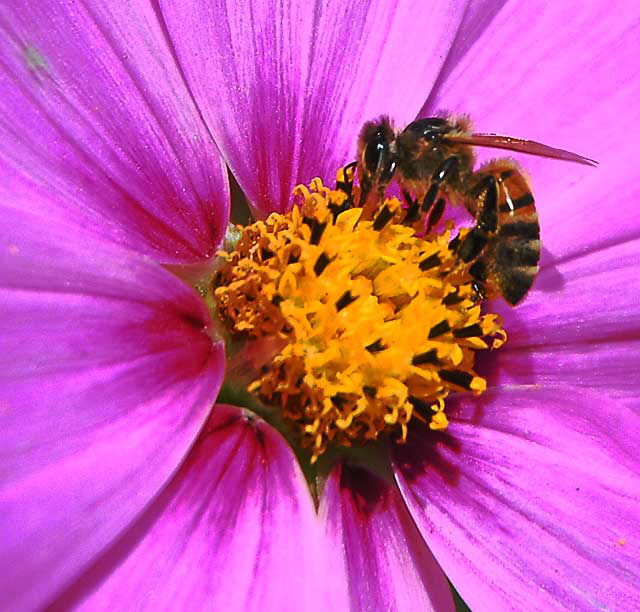 Shasta Daisy with Bee