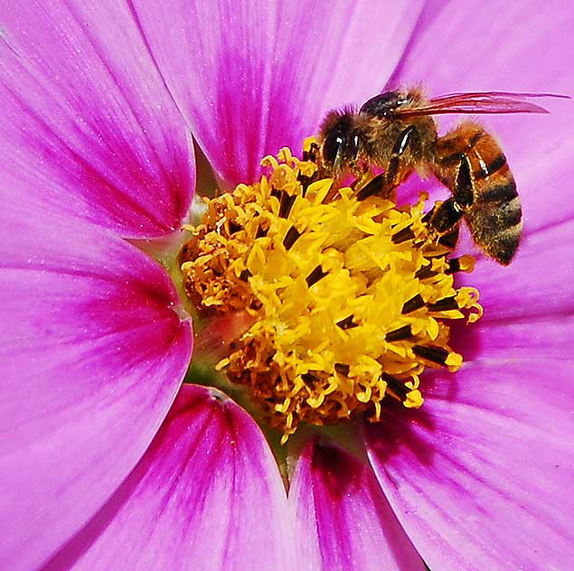 Shasta Daisy with Bee