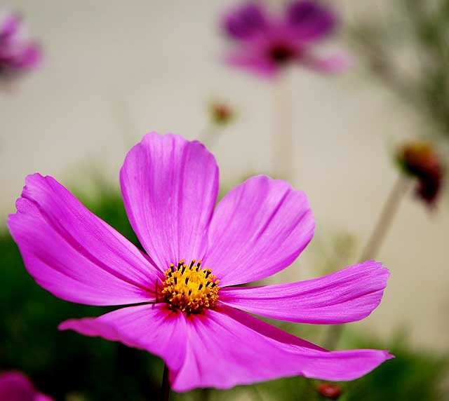 Shasta Daisy