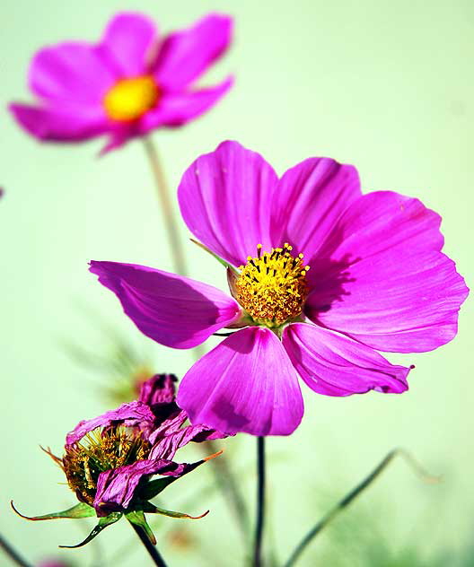 Shasta Daisy