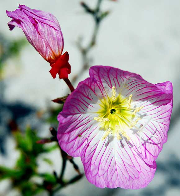 Pink veined bloom, yellow center