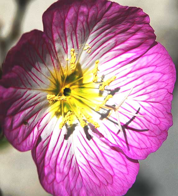 Pink veined bloom, yellow center