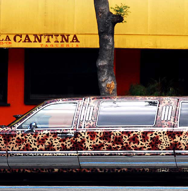 The Leopard Limousine, Hollywood Boulevard