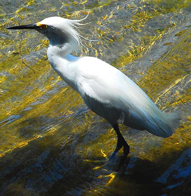 Venice, California - egret 