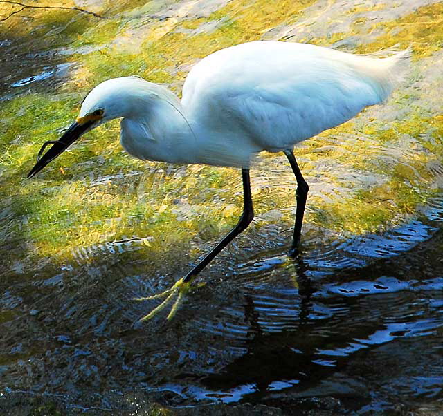 Venice, California - egret 