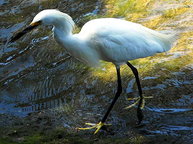 Venice, California - egret 