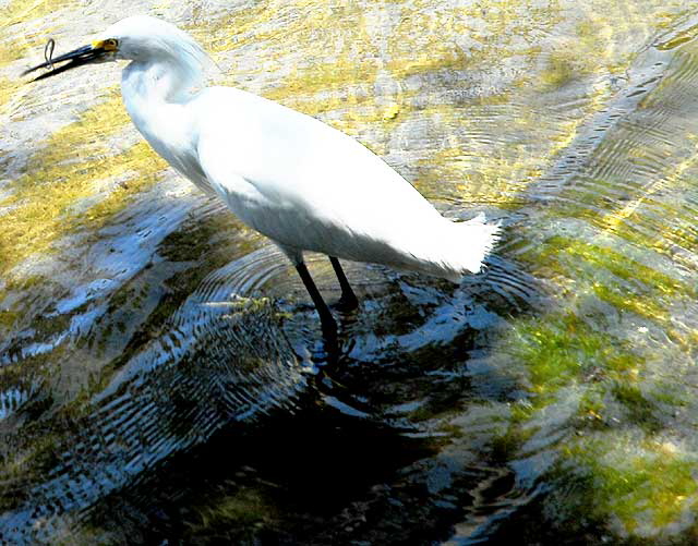 Venice, California - egret 