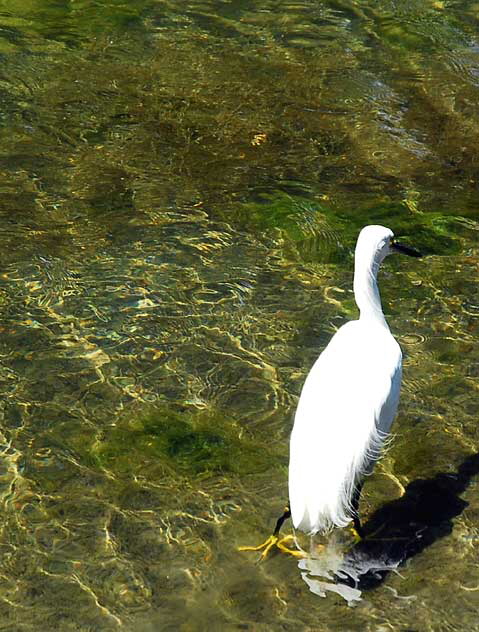 Venice, California - egret 