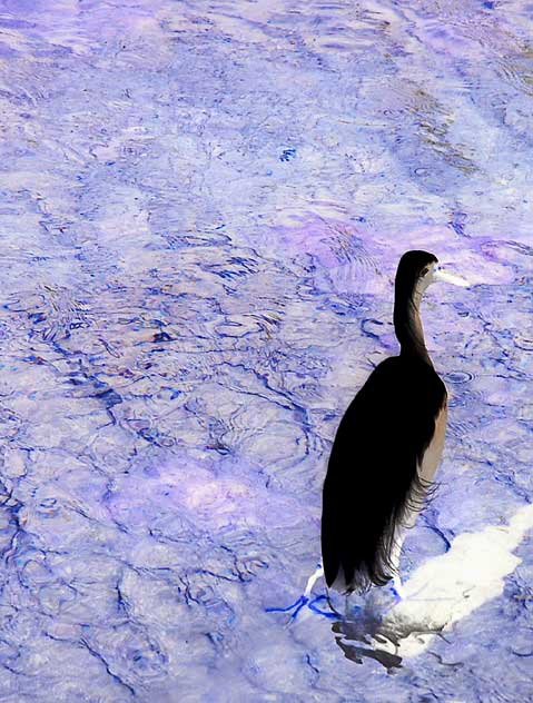 Venice, California - egret 