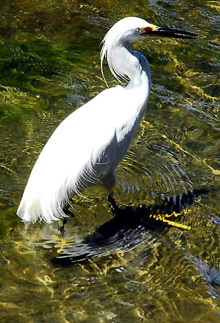 Venice, California - egret 