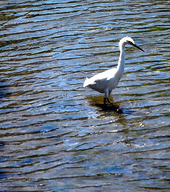 Venice, California - egret 