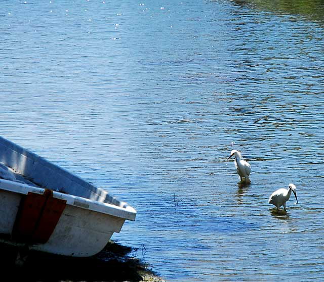 Venice, California - historic canal and two egrets