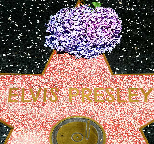 Elvis Presley's star on the Hollywood Walk of Fame, with agapanthus