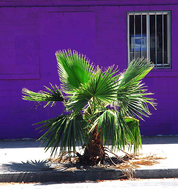 Purple wall and fan palm, Hollywood