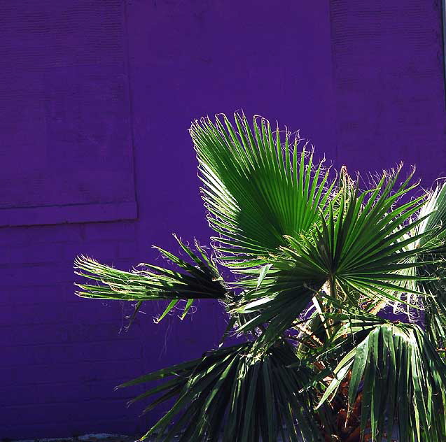 Purple wall and fan palm, Hollywood