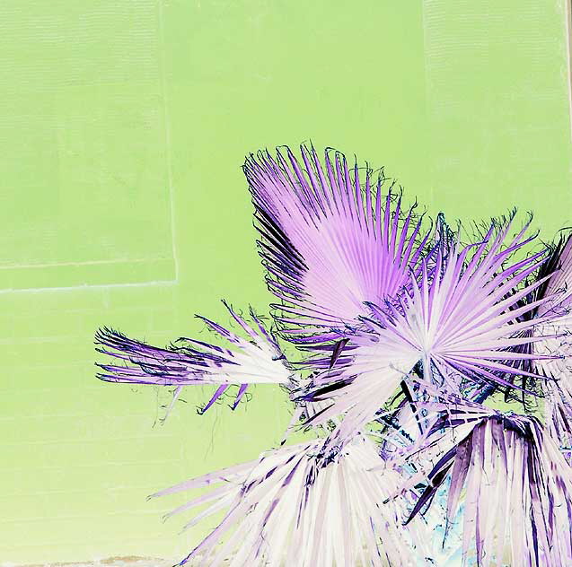 Purple wall and fan palm, Hollywood - negative print