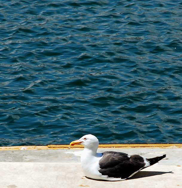 Marina del Rey, California, Gull on Dock 