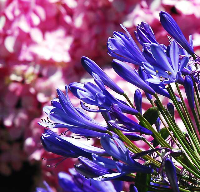 Agapanthus and Hydrangea 