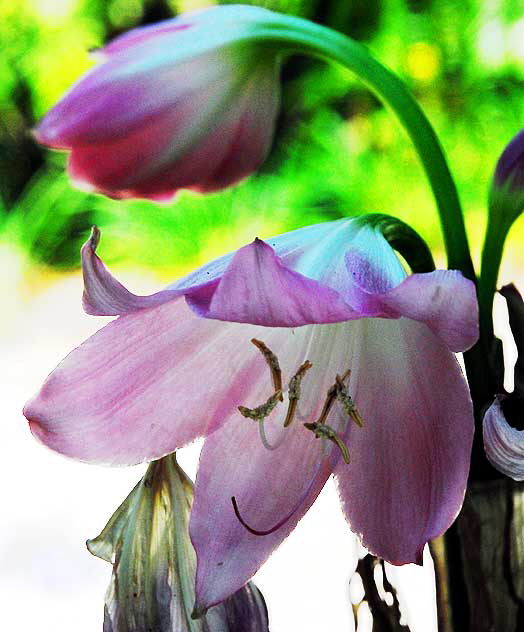 Pink bell-shaped bloom in shade 