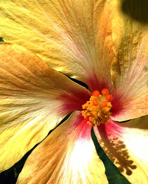 Hibiscus  