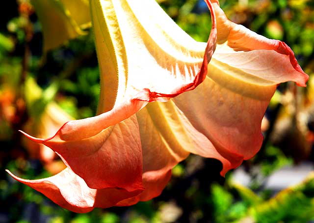 Trumpet Flower 