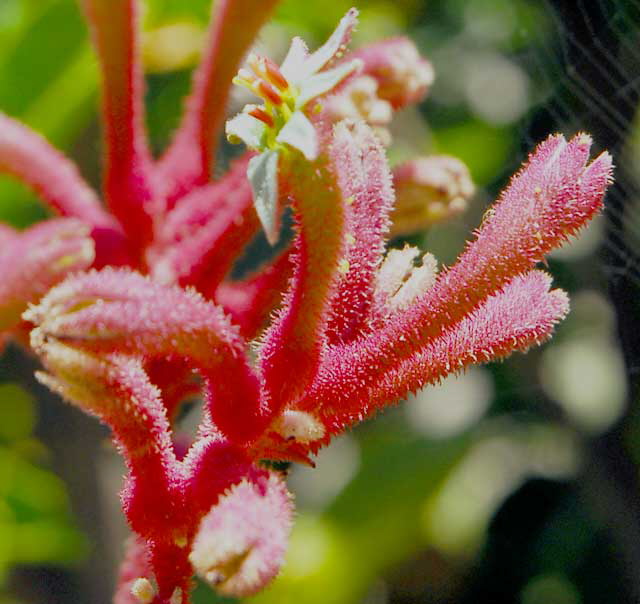 Red Fuzz and Spider Web 