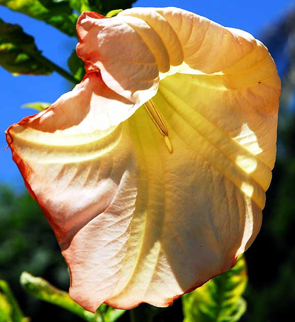 Trumpet Flower 