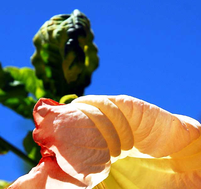 Trumpet Flower 