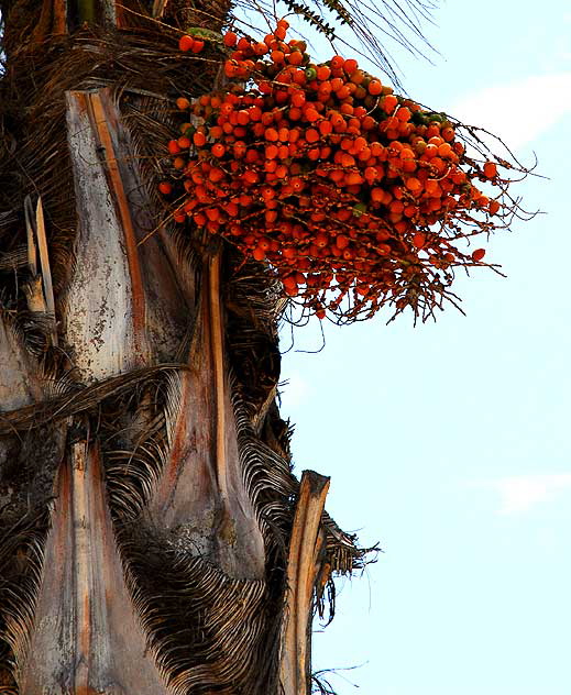 Palm Tree in Fruit, Cahuenga Boulevard, Hollywood