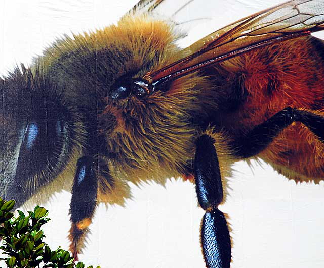 Giant Bee Graphic, Selma Avenue at North Cahuenga Boulevard, Hollywood