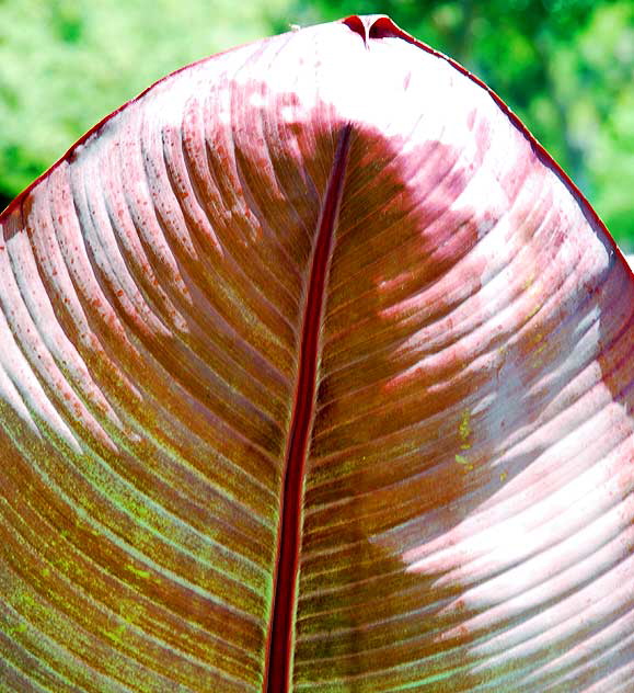 Banana Leaf