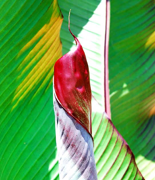 Banana Leaf