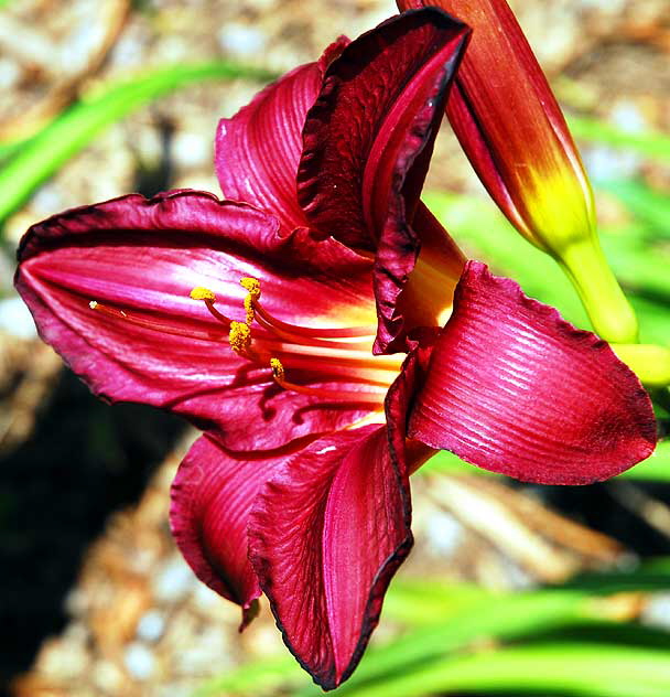 Dark Daylily