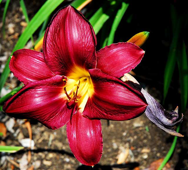 Dark Daylily