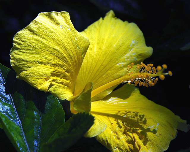 Yellow Hibiscus