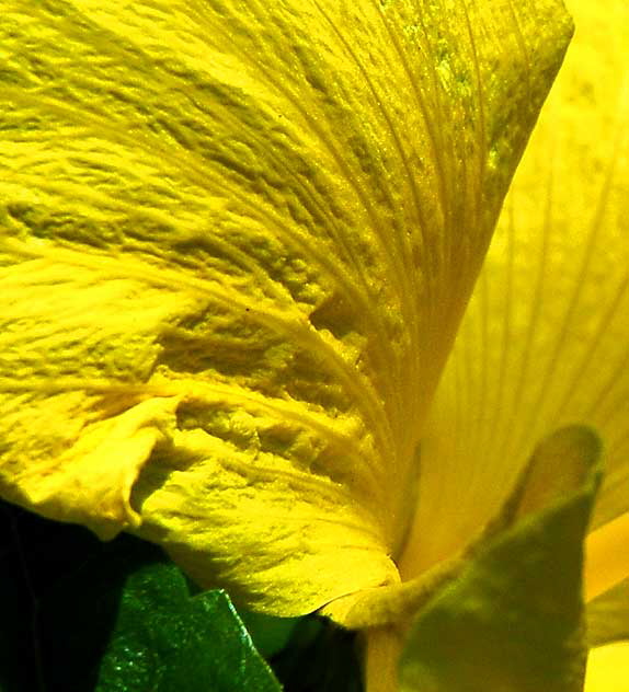 Yellow Hibiscus