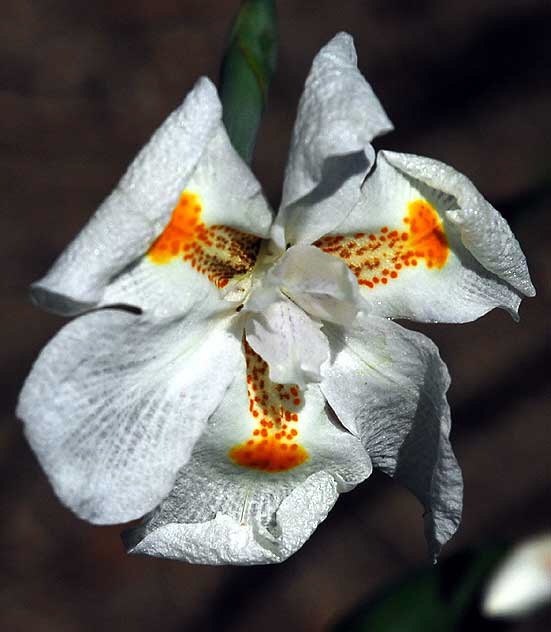 Paper White Narcissus
