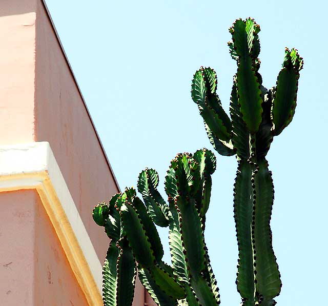 Cactus display, Venice Beach