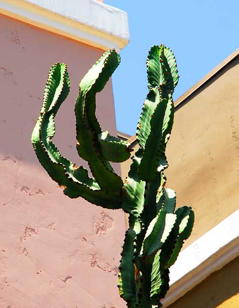 Cactus display, Venice Beach