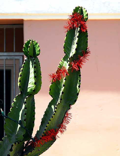 Cactus display, Venice Beach