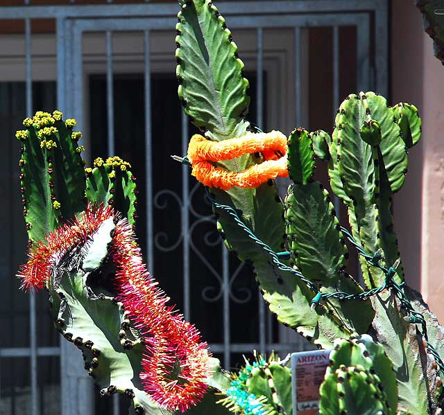 Cactus display, Venice Beach