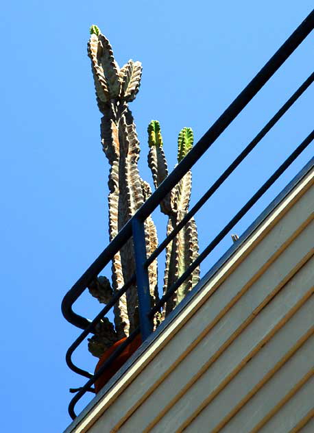 Cactus display, Venice Beach