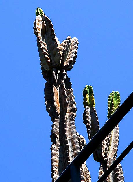 Cactus display, Venice Beach