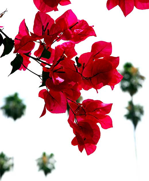 Bougainvillea