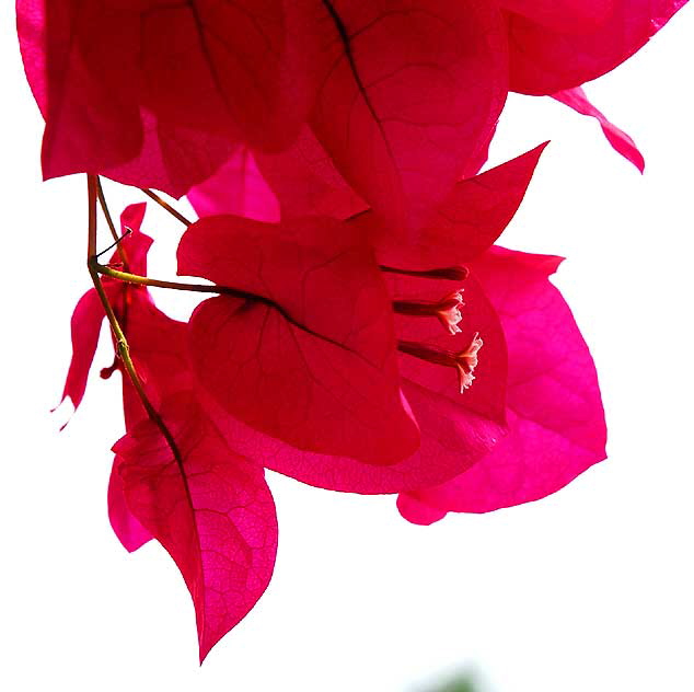 Bougainvillea