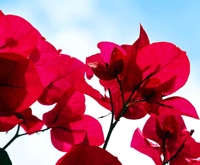 Bougainvillea