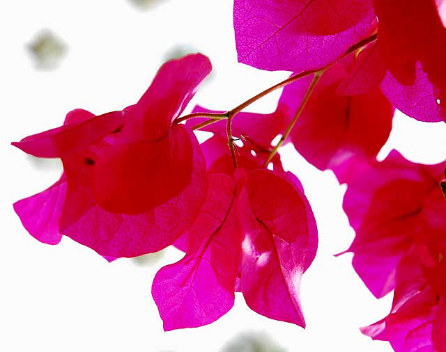 Bougainvillea