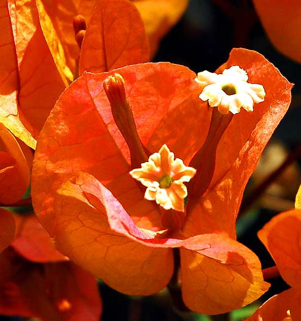 Bougainvillea